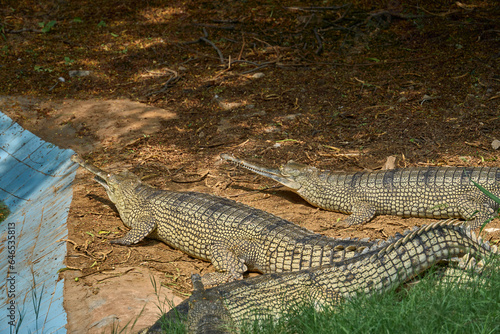 Three gharials are relaxing