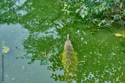 A gharial is swimming