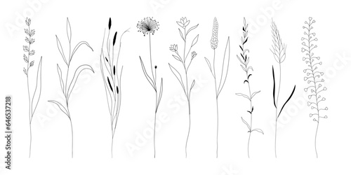 Botanical linear herb set. Abstract floral collection, minimalist meadow grass reed silhouettes for print, tattoo. Vector art