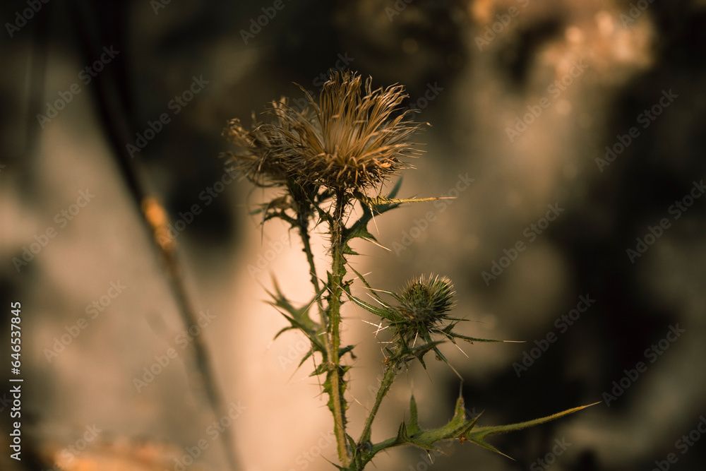 Obraz premium Dried flower on the field 