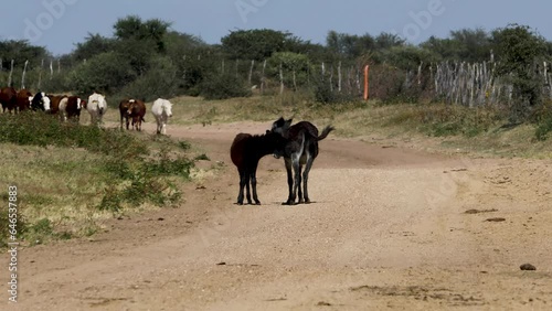 Wallpaper Mural livestock, cattle outdoors in the nature, african landscape Torontodigital.ca