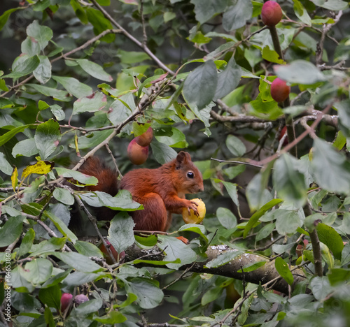A red squirrel sitting in the tree and eating a plum