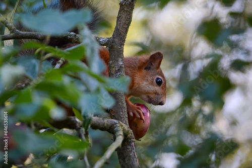 A red squirrel holding a plum