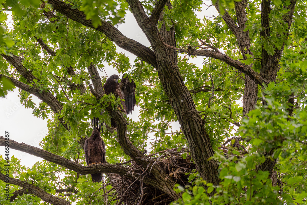 Bald Eaglets Perched In Their Nest In Spring In Wisconsin