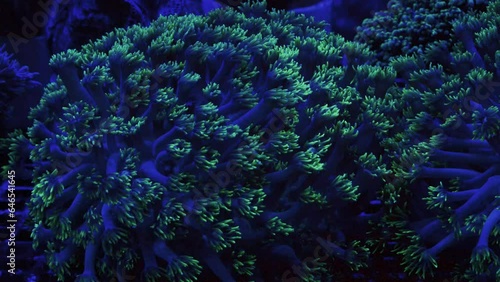 Saltwater Fish and Inhabitants of the Sea