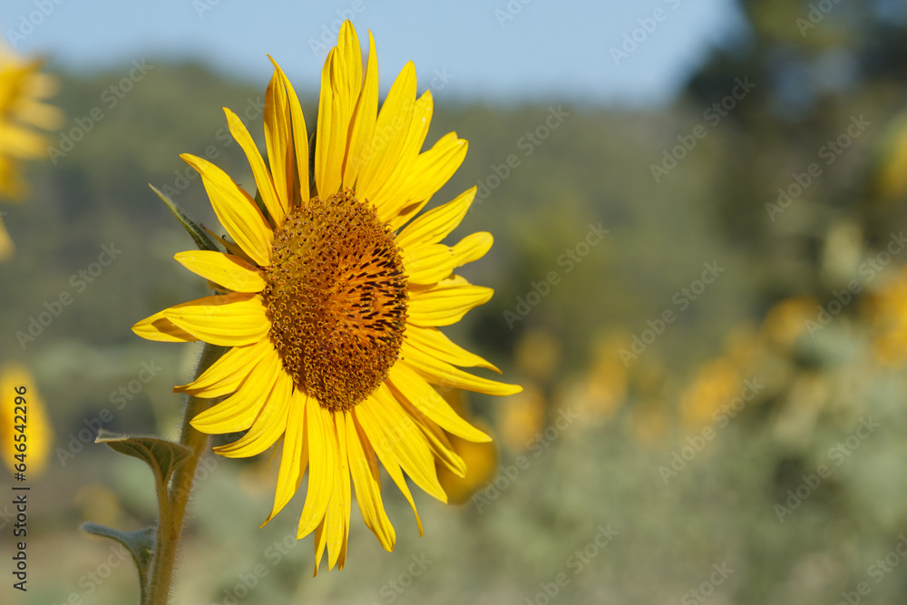 Fototapeta premium Primer plano de girasol en día muy soleado de septiembre en Alcoi, España