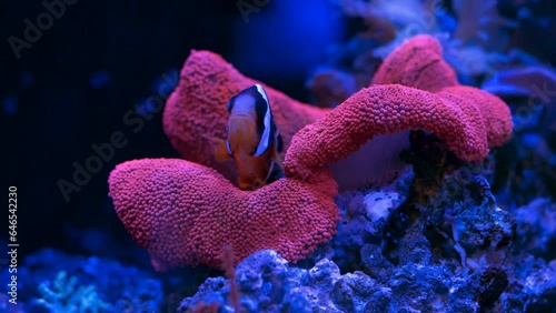 Saltwater Fish and Inhabitants of the Sea