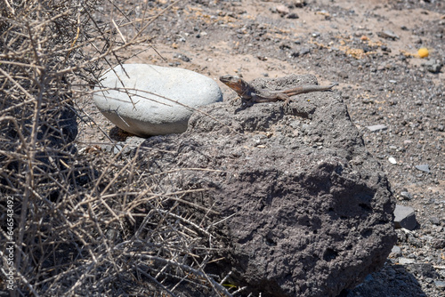 Gran Canaria Rieseneidechse /Gallotia stehlini photo