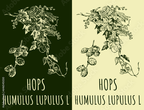 Vector drawings HOPS. Hand drawn illustration. Latin name HUMULUS LUPULUS L.