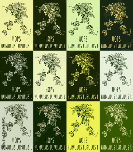 Set of vector drawing of HOPS in various colors. Hand drawn illustration. Latin name HUMULUS LUPULUS  L.
