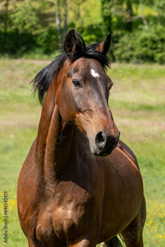 Portrait braunes Pferd