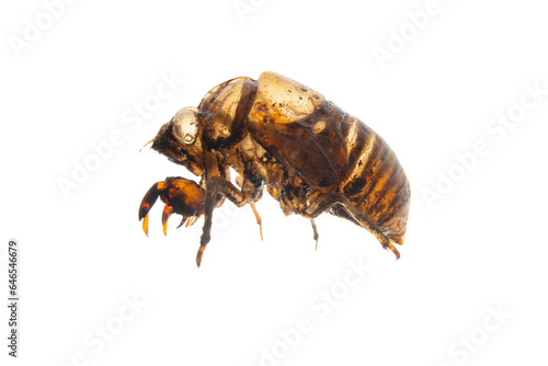 Cicada skin