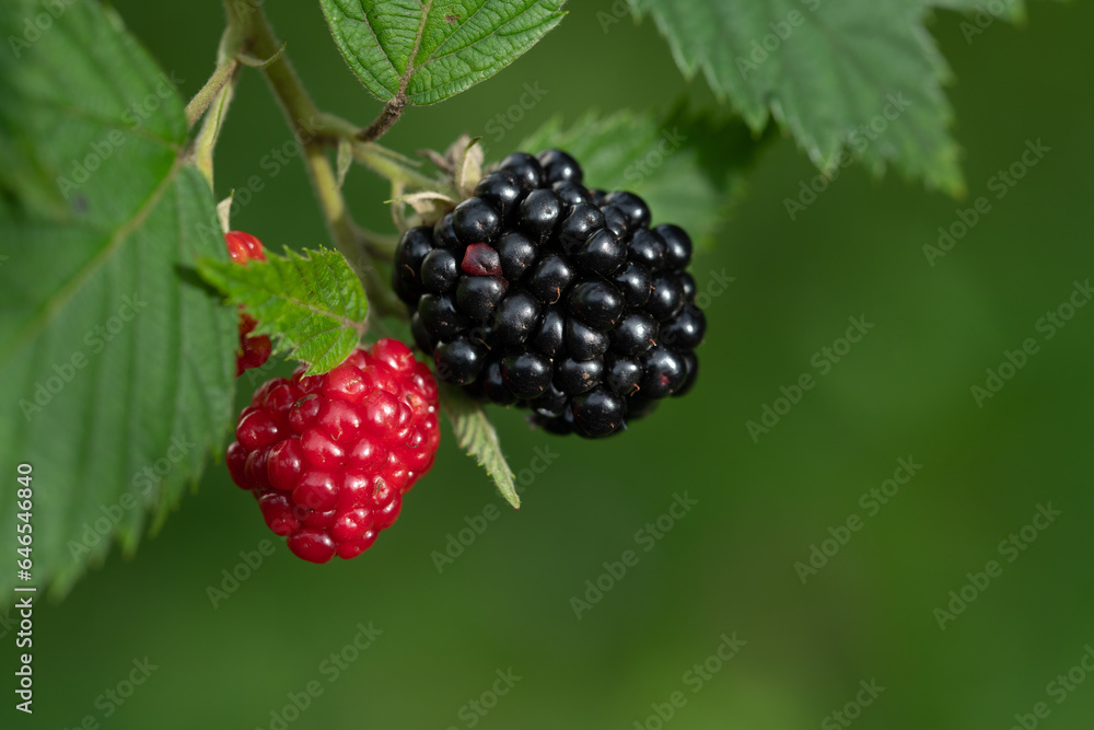 Close-up of two blackberries hanging on the bush. One blackberry is black, the other is still unripe and red. Fresh leaves on top, the background is green. Close-up of two blackberries hanging on the bush. One blackberry is black, the other is still unripe and red. Fresh leaves on top, the background is green.