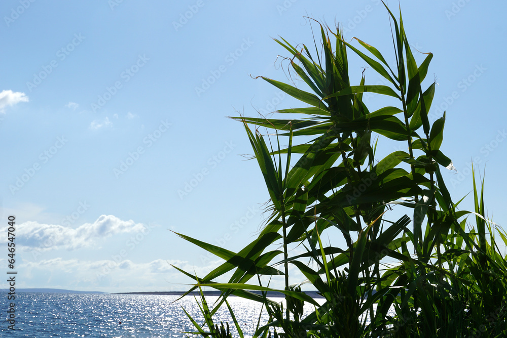 Bamboo leaves growth near sea swaying on the wind nature background Bamboo leaves growth near sea swaying on the wind nature background