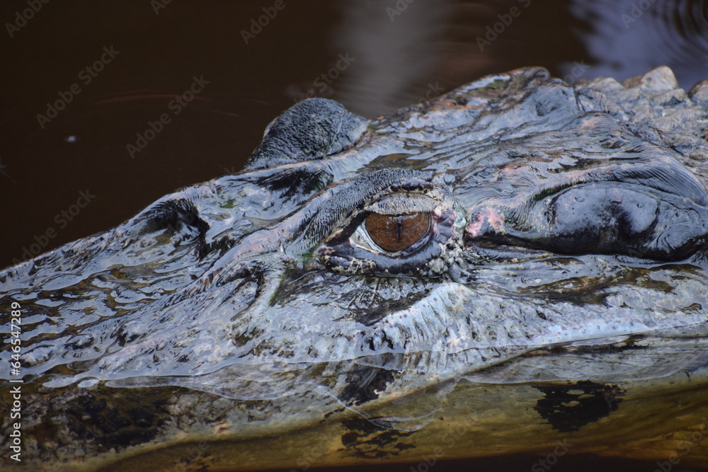 Obraz premium crocodile in the water