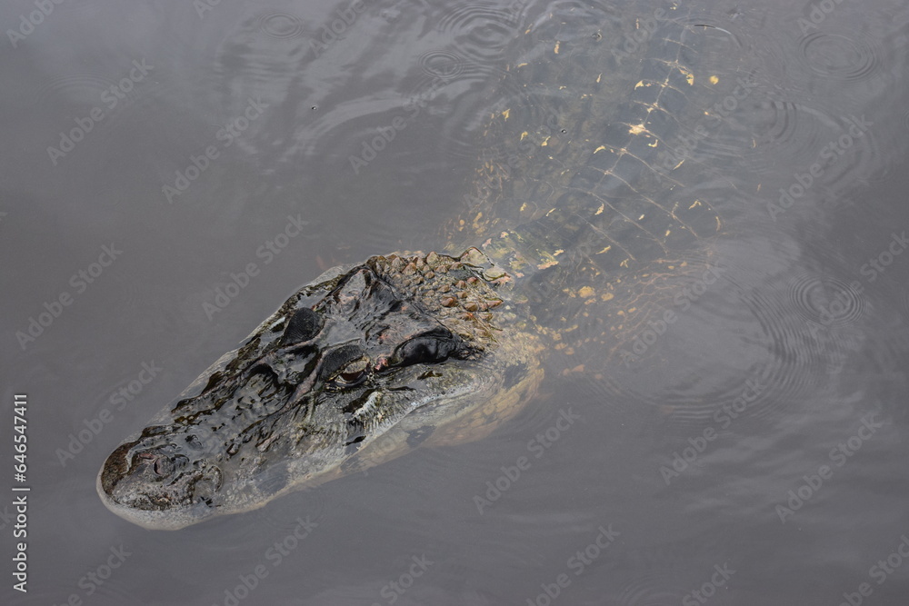 Obraz premium crocodile in the water