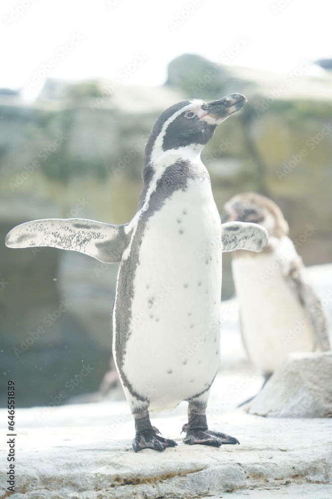 Naklejka premium penguin on the rocks