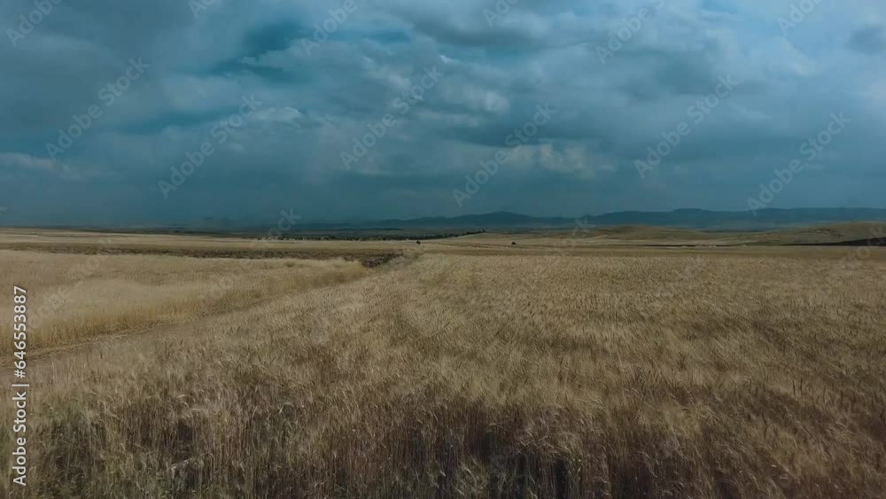 harvesters in the field harvest before the rain (aerial photography) harvesters in the field harvest before the rain (aerial photography)