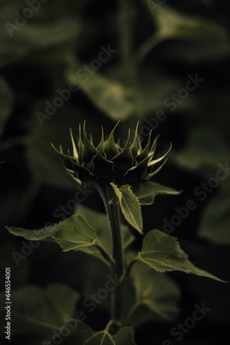 dark moody stylised leafy sunflower with obscured petals and green leaves against dark background
