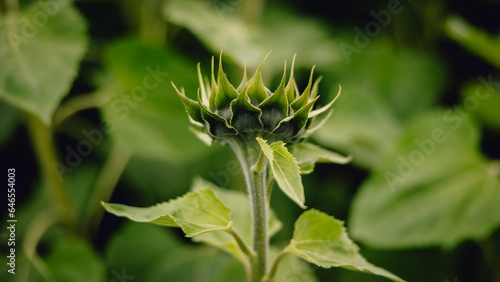 young green pointy sunflower as viewed from the side against green leafy field of sunflowers