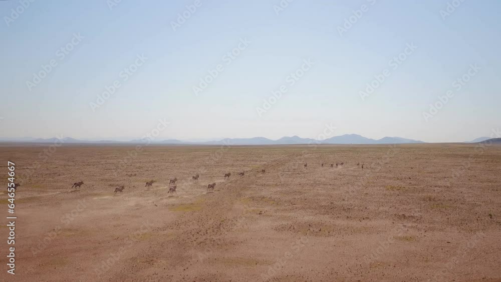 Aerial view of the antelope (Oryx gazella) in the Namibian desert. Aerial view of the antelope (Oryx gazella) in the Namibian desert.