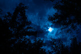 Moonlit Forest Sky