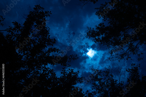 Moonlit Forest Sky
