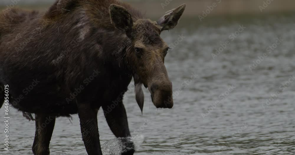 Wild Moose walking in lake slow motion
Wild Moose walking in lake slow motion