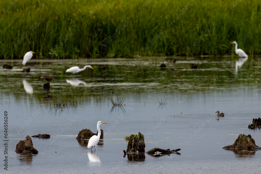 The great egret (Ardea alba) on the marsh. This bird also known as the common egret, large egret, or great white egret or great white heron. The great egret (Ardea alba) on the marsh. This bird also known as the common egret, large egret, or great white egret or great white heron.