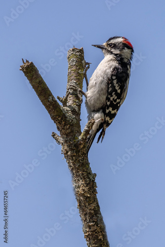 Downy woodpecker 