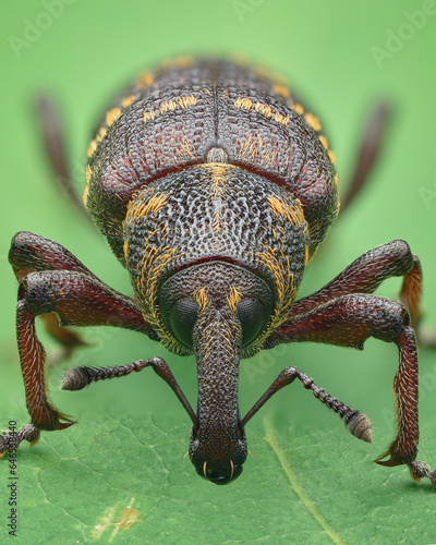 Portrait of a brown weevil with yellow scales, green background (Large Pine Weevil, Hylobius abietis) photo