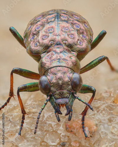 Portrait of a Marsh Ground Beetle with copper coloured body and green legs (Elaphrus cupreus) © Rasmuscool99