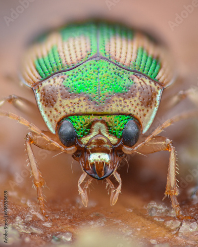Portrait of green and beige coloured round sand beetle (Spangled button beetle, Omophron limbatum)