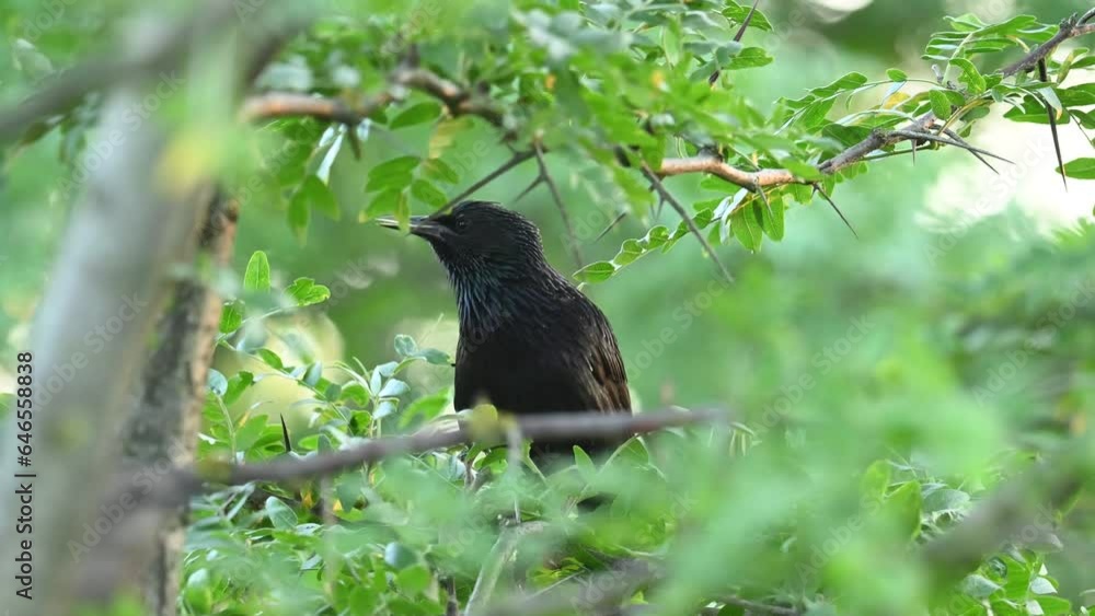 Common Starling Sturnus vulgaris, also known as the European Starling. The bird flies away. Slow motion. Common Starling Sturnus vulgaris, also known as the European Starling. The bird flies away. Slow motion.