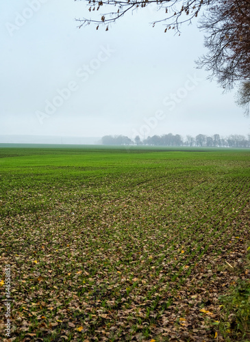 Autumn, winter wheat, winter grains with yellow lives bright on green winter ...