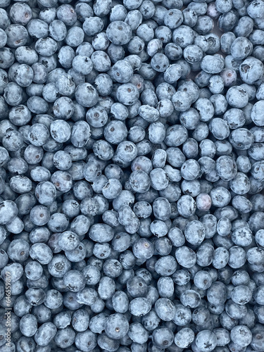 Lots of Fresh Delicious Blueberries