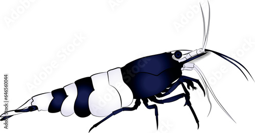 aquarium neocaridina freshwater shrimp 