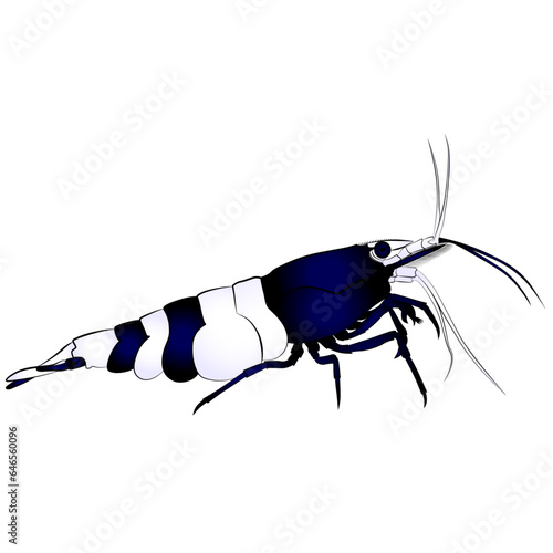 aquarium neocaridina freshwater shrimp 