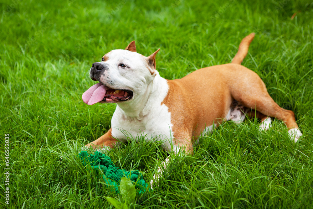 Dog American pit bull, a young male of white and brown color, lies on the lawn.