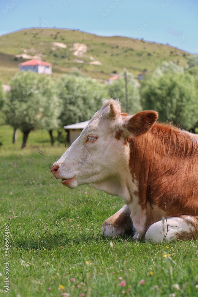 cow in a meadow