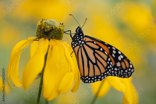 monarch butterfly on yellow coneflower