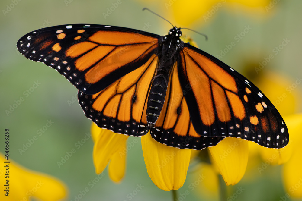 monarch butterfly on yellow coneflower monarch butterfly on yellow coneflower