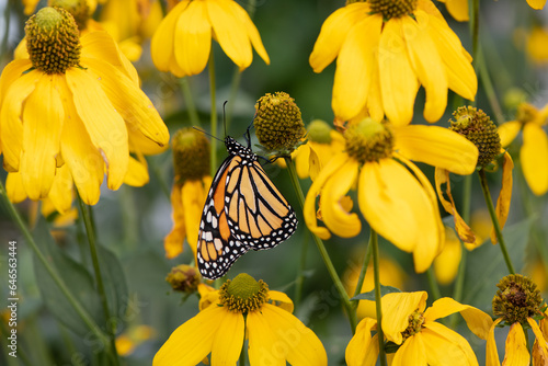 monarch butterfly on yellow coneflower © SarahJeanGreen