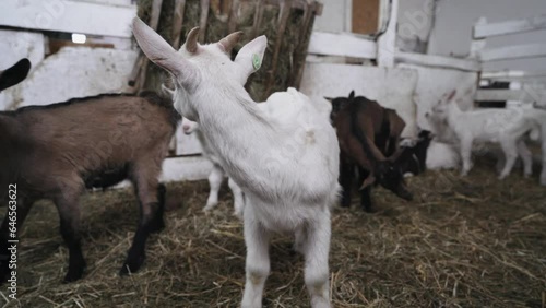 Cute small goats eating in the farm stable. Agriculture and ecology. Goat farm