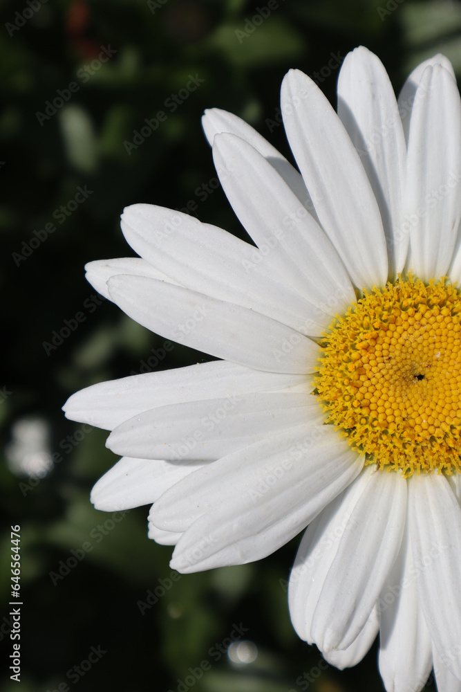 Fototapeta premium Summer's Elegance: Captivating Close-Up of a Giant Chamomile
