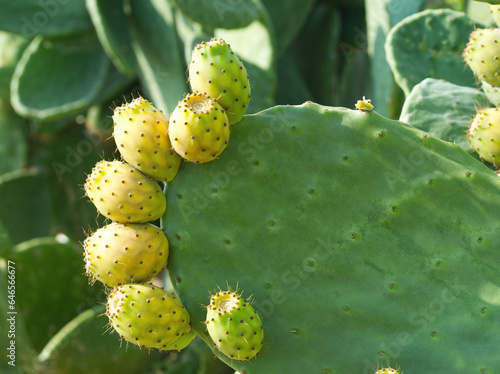 Green background of prickly pear cactus with green fruits. Green opuntia cactus  ficus indica  Indian fig opuntia   flat pads leaves. Green cactus leaves with fruits. Succulent background 