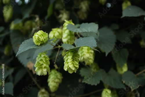 The cone-like hop fruits are are growing between the leaves