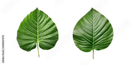 Lanceolate Leaf , Isolated On Transparent, PNG © ACE STEEL D
