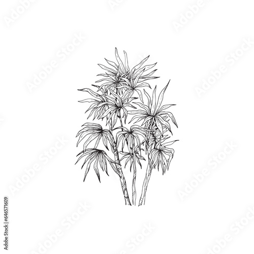 Handdrawn palm tree illustration, palm tree drawing, island tree, wild tree, africa, tropical, jungle