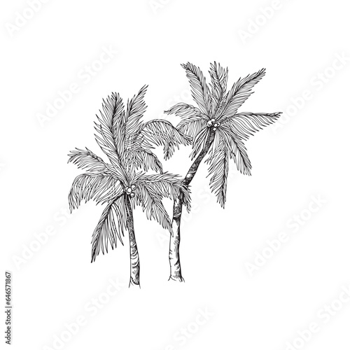 Handdrawn palm tree illustration  palm tree drawing  island tree  wild tree  africa  tropical  jungle